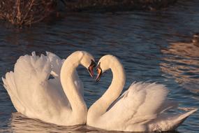romantic couple of swans