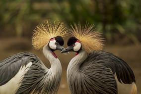 two lovers gray crowned cranes