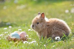 gentle Easter Bunny Egg