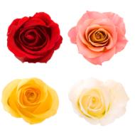 Different and colorful types of the rose flowers on white background