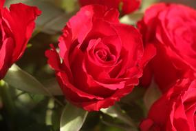 fragrant red roses as a symbol of love with green leaves
