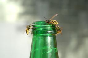 Wasps on neck of green bottle