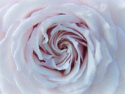 Close-up of the beautiful rose flower with white and pink petals