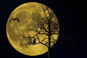 silhouette of a owl on the tree at night