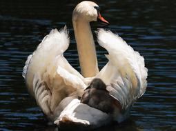 delightful Swan Baby White