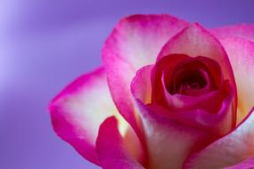 pink Floral Rose Flower