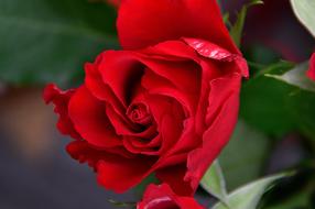 scarlet wedding bud of a rose