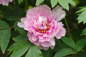 enchanting Pink Nature flower