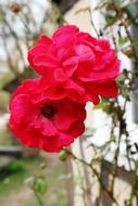 two bright rose hips