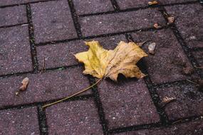 dry Leaves Nature