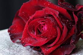 Beautiful red rose with the water drops