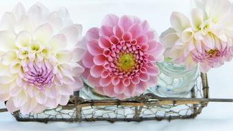 white and pink dahlias in glass vases