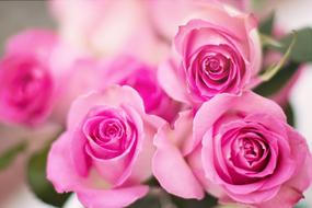 gentle Pink Roses Flowers