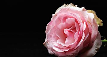 enchantingFloribunda Pink