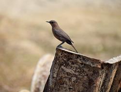 small Bird Sitting on rusty metal