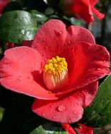 wet pink Flower Nature