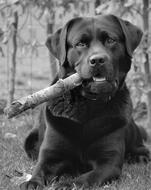 Labrador Retriever, Dog with stick in teeth lays on grass