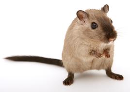 Animal Attractive Beautiful small