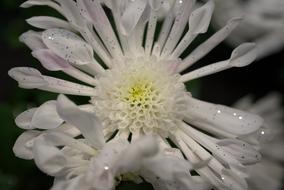 sequins on white romantic flower