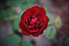 gentle Red Rose with dew drops