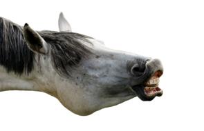 white head of neighing horse