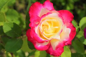 gentle Rose yellow pink Flower