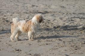Dog Beach Sand