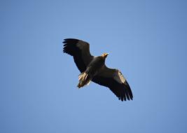 gentle Bird Flying