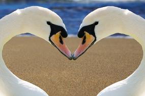 delightful Swan Heart Love