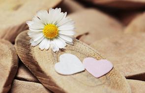 Close-up of the beautiful, white and yellow daisy flower and white and pink hearts on the wood