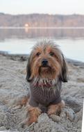 Dog on Beach Sand
