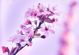 Beautiful and colorful flowers on the branch