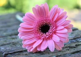 enchanting Gerbera Pink Flower