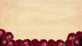 red Roses Frame Background drawing