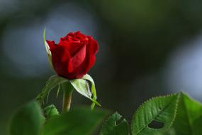 red rose on dark background