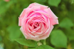 pink rose close-up on blurred background