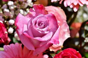 pink Rose Bloom among red and white flowers