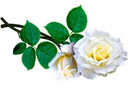 Beautiful white and yellow roses with green leaves at white background