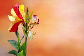 painted multi-colored lily on a postcard