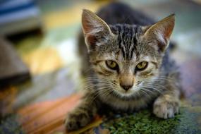 enchanting cute Kitten Looking up