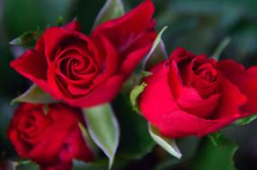 bouquet of red roses in blurred background