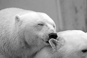 enchanting Polar Bear Animals