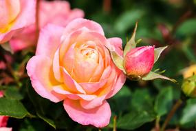 Roses, Pink and orange Flowers in garden