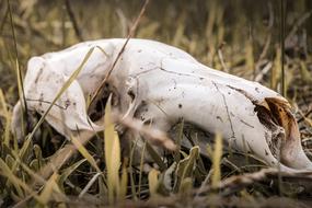 animal skull on dry grass