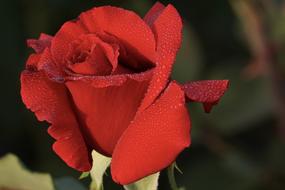 small drops of water on a red rose
