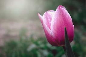 white-pink tulip on a blurred background