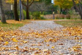 Leaves Are Street