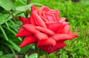 delightful Flower Rose Red