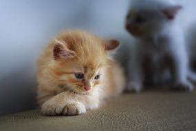 Cat Page Hairy