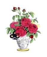 rose vintage decoration drawing